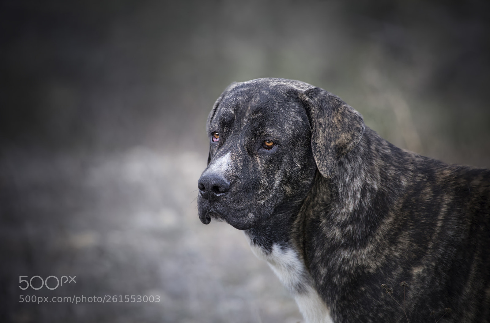 Canon EOS 6D sample photo. Black dog portait, fila-brazilero photography