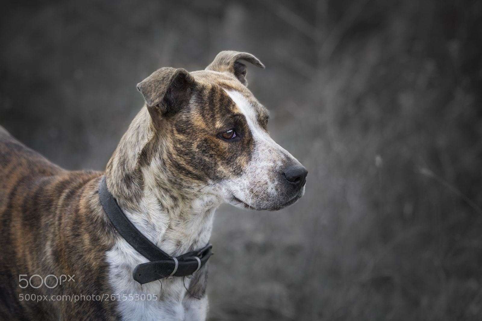 Canon EOS 6D sample photo. Brown dog portait, fila-brazilero photography