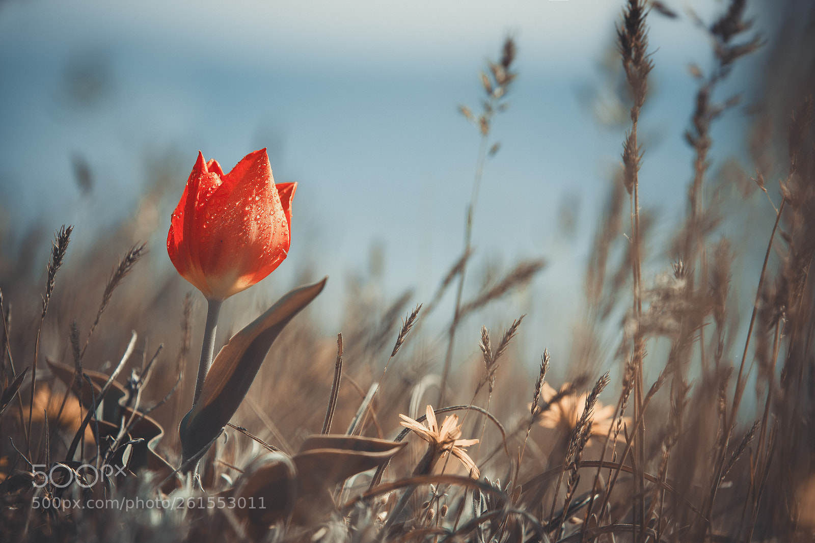 Canon EOS 6D sample photo. Wild tulip on a photography