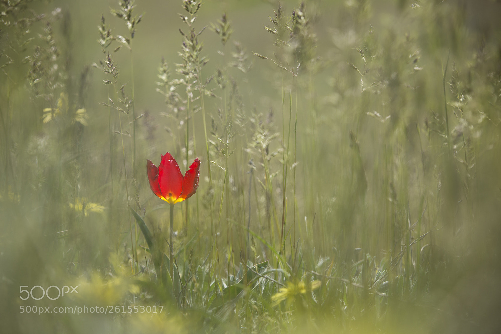 Canon EOS 6D sample photo. Wild tulip on a photography