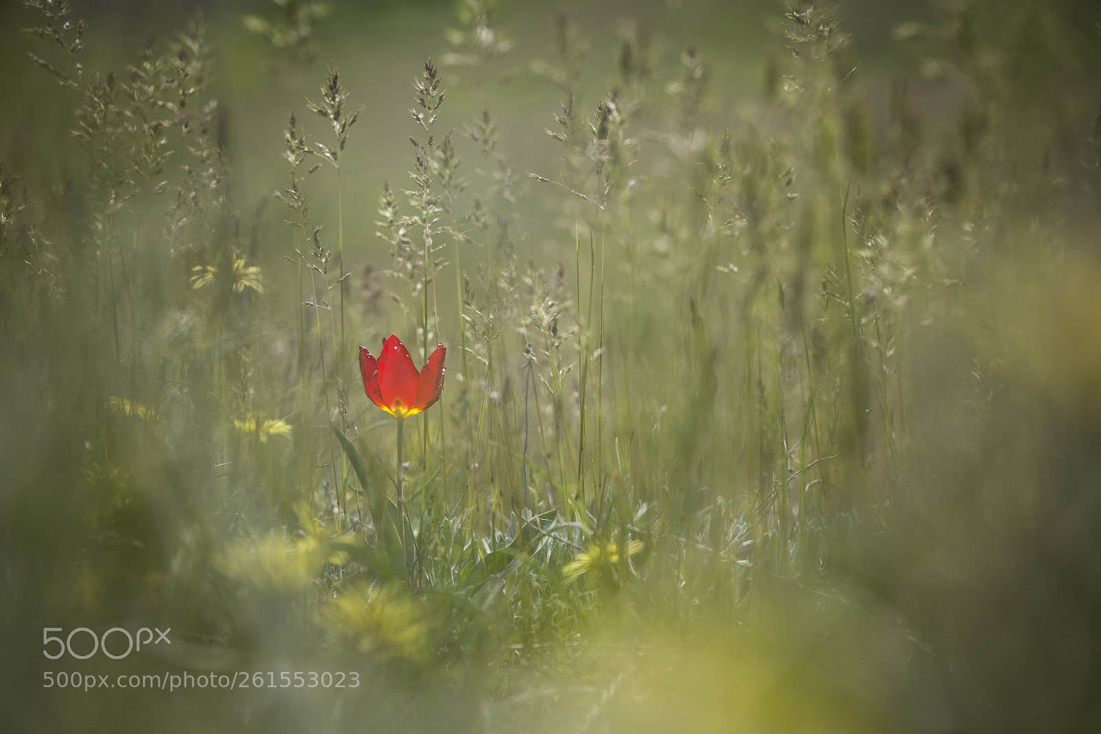 Canon EOS 6D sample photo. Wild tulip on a photography