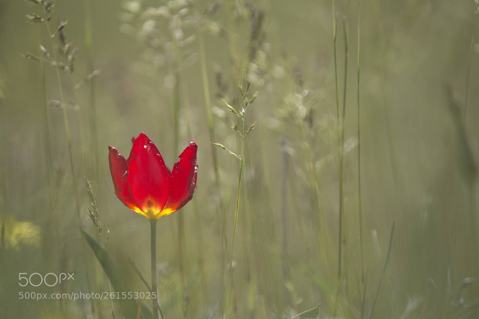 Canon EOS 6D sample photo. Wild tulip on a photography