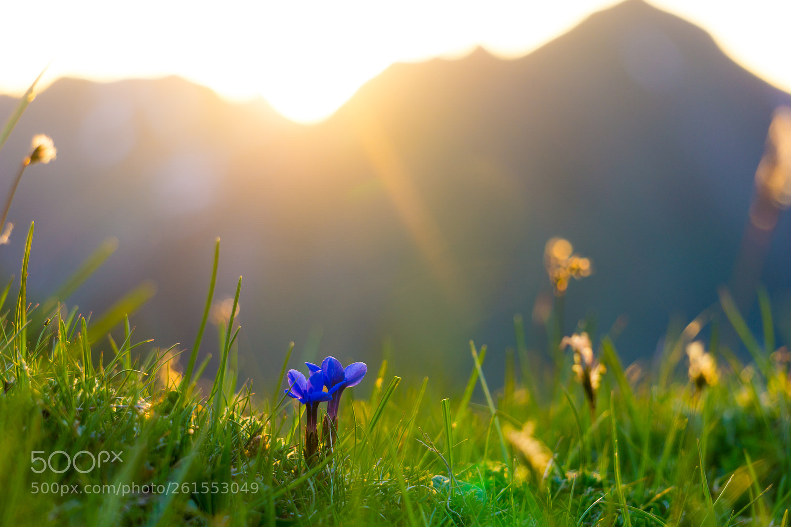 Sony a6000 sample photo. Gentian at sunrise photography