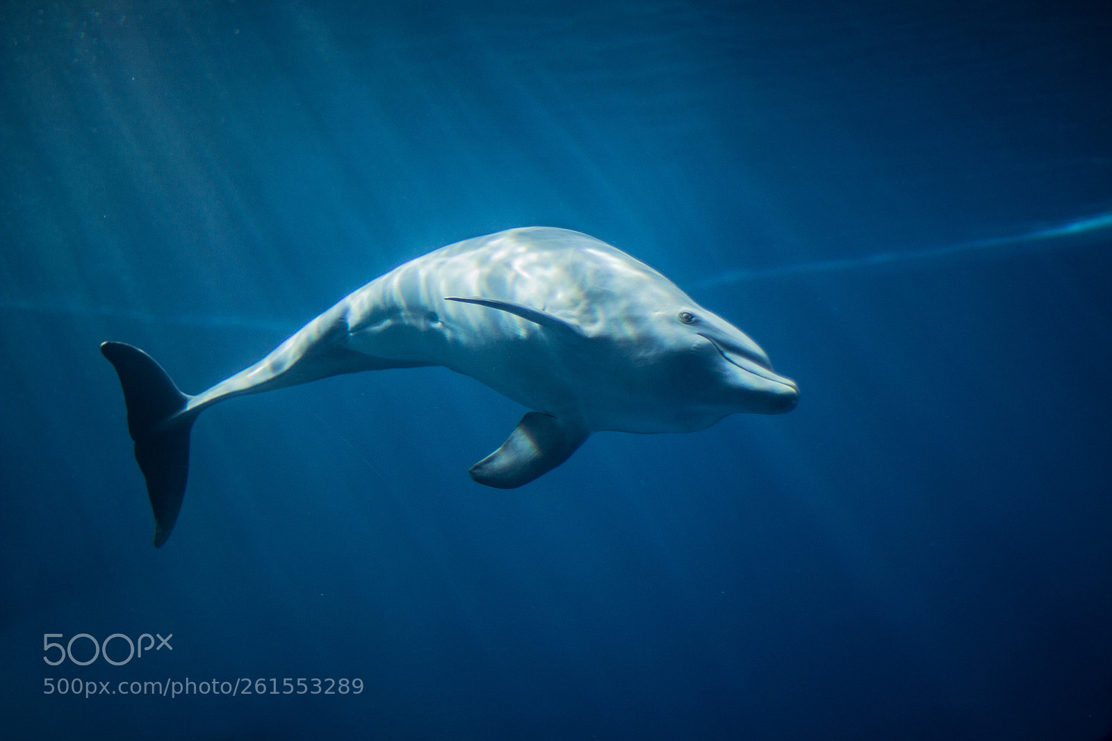 Canon EOS 700D (EOS Rebel T5i / EOS Kiss X7i) sample photo. Dolphine photography