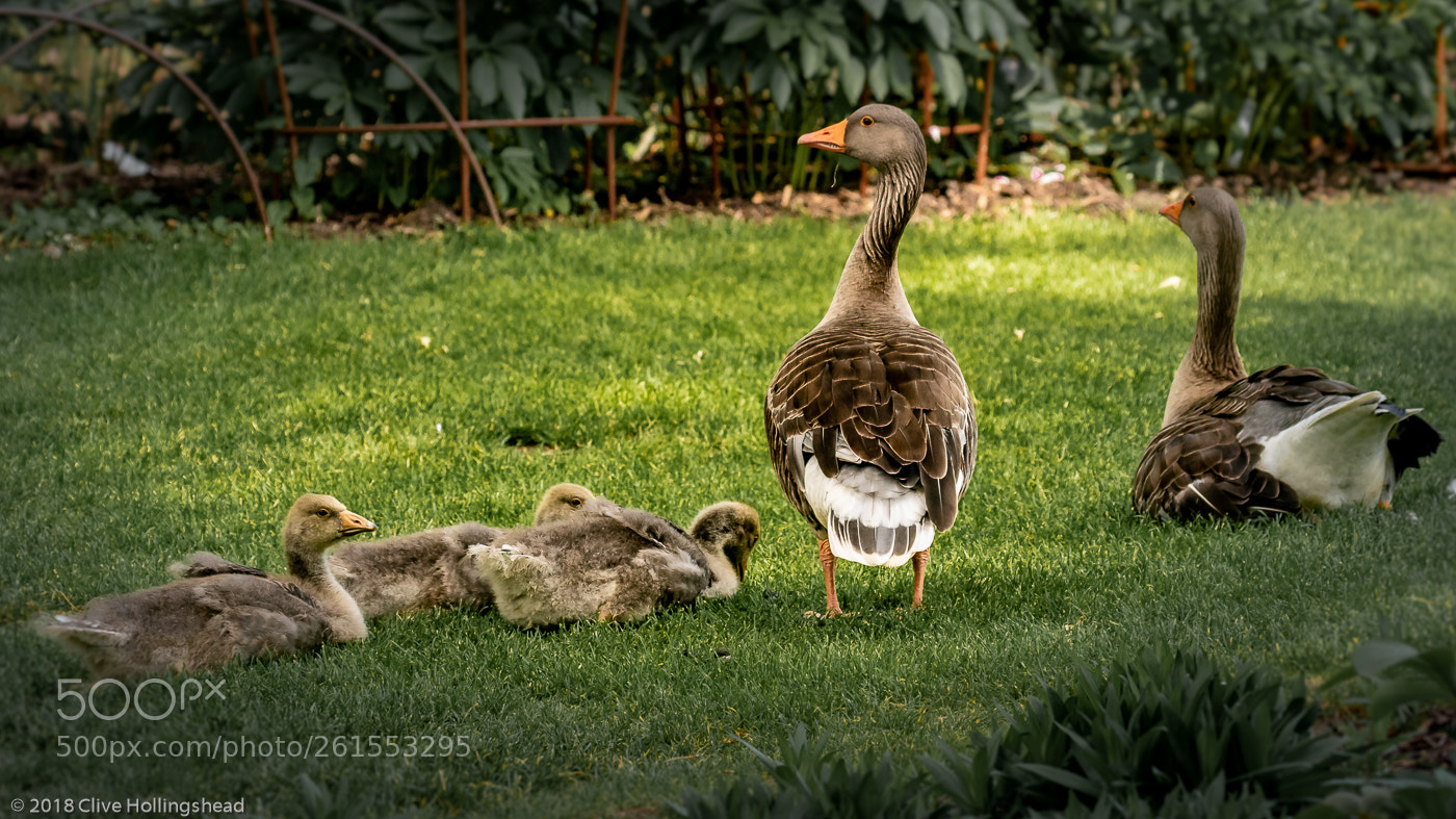 Canon EOS 7D Mark II sample photo. Family outing to the photography