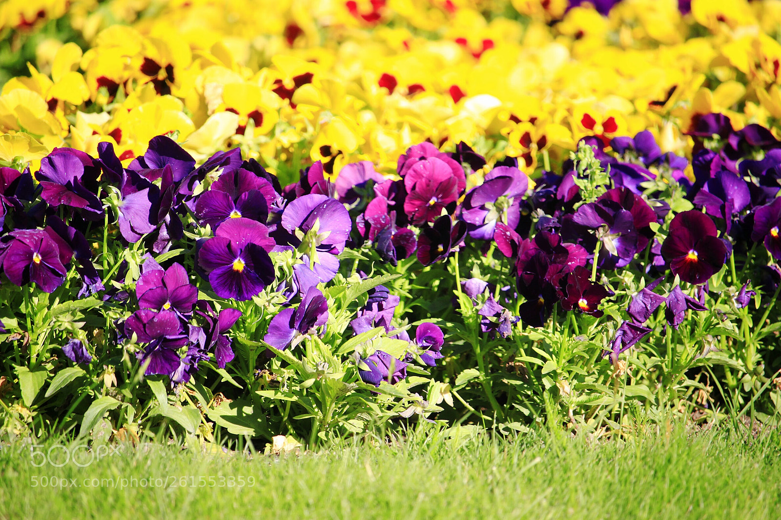 Canon EOS 500D (EOS Rebel T1i / EOS Kiss X3) sample photo. Flowers photography
