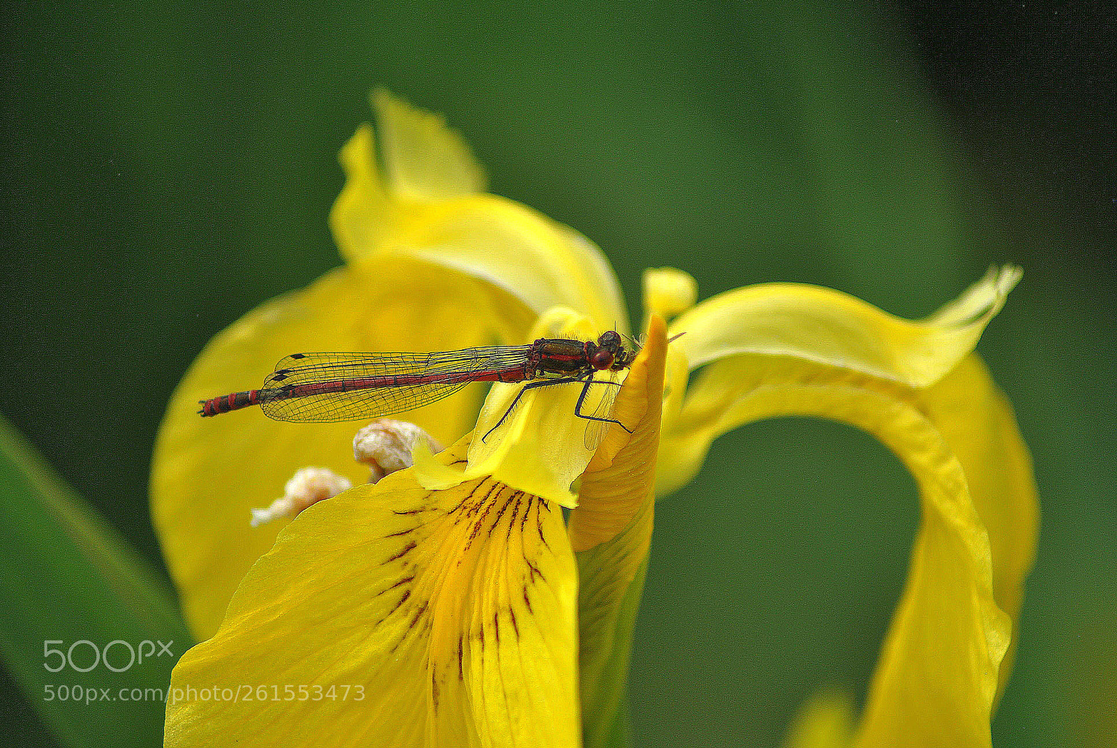 Nikon D3000 sample photo. Red  on  yellow photography