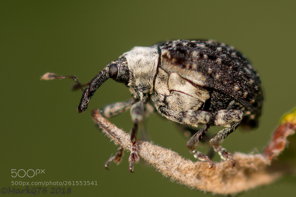 Canon EOS 70D sample photo. Weevil photography