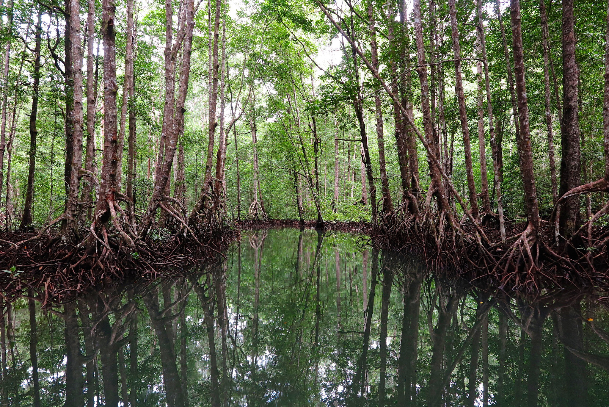 Canon PowerShot G1 X Mark II sample photo. Papuan jungle mirror photography
