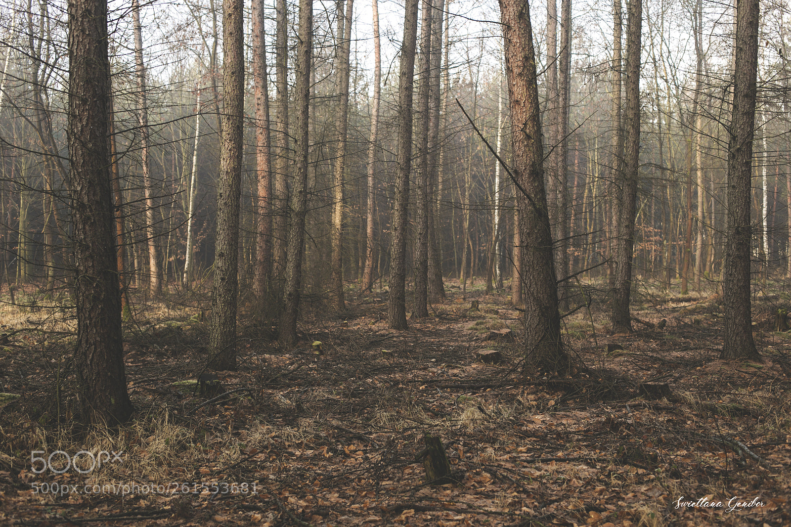 Canon EOS 6D sample photo. Mg photography