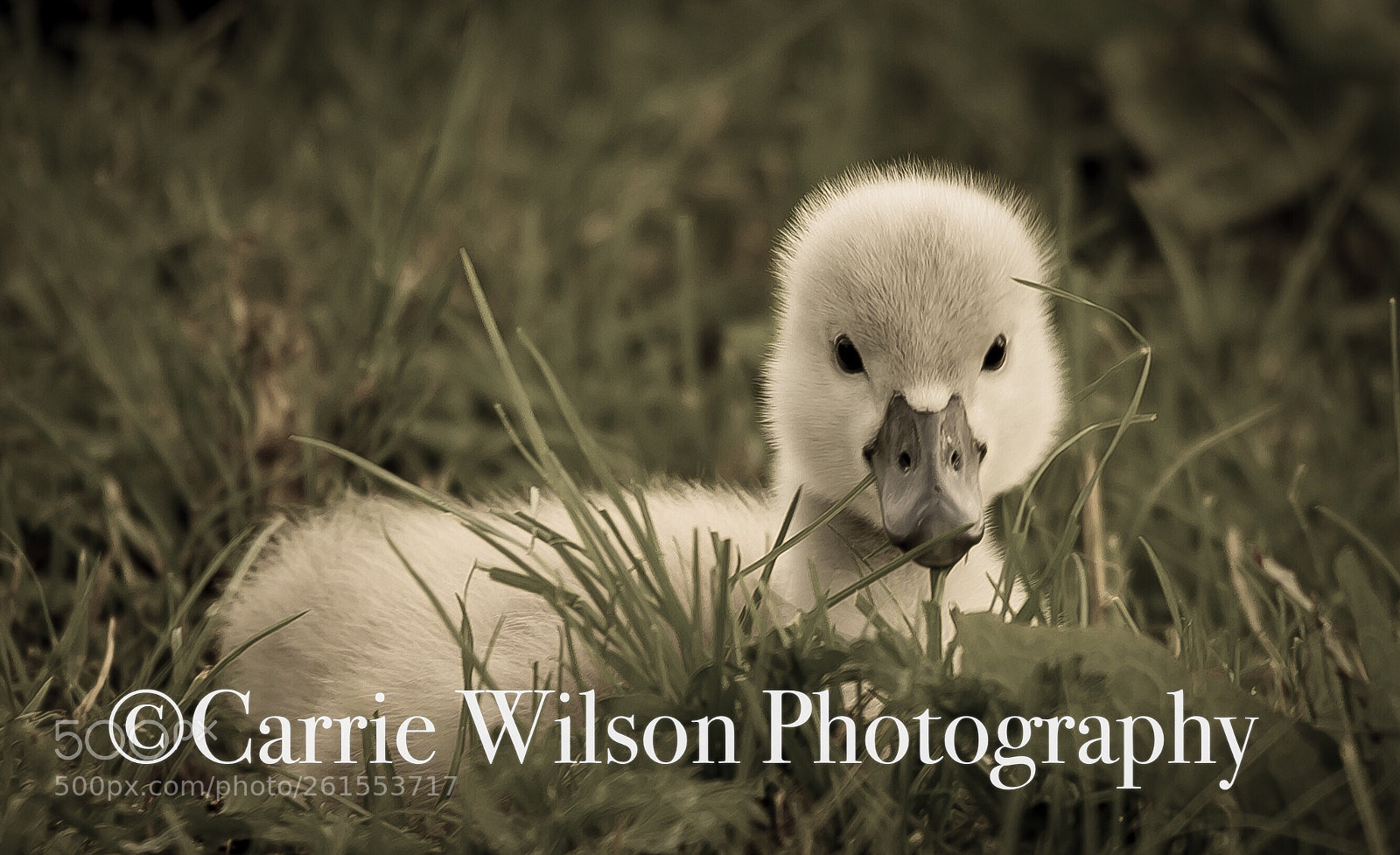 Nikon D750 sample photo. The cutest face photography