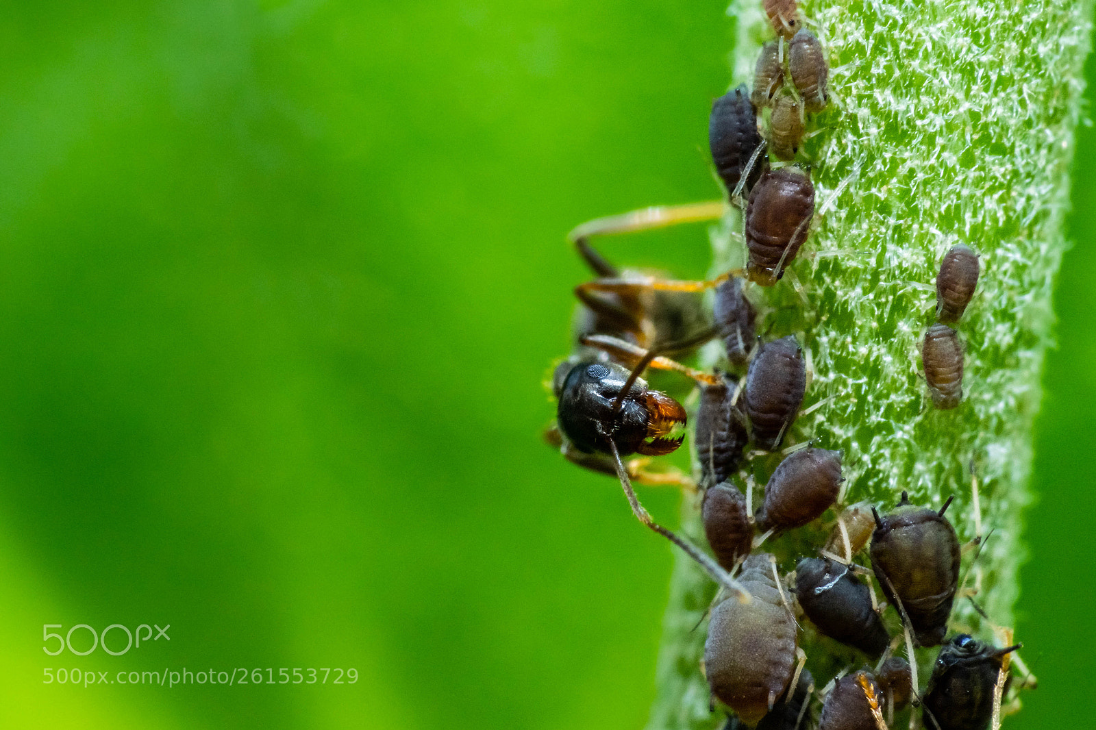 Sony a6000 sample photo. Symbiosis! ant + aphid photography