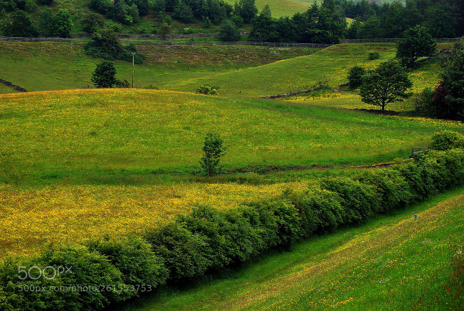 Nikon D3000 sample photo. Fields  of   gold photography
