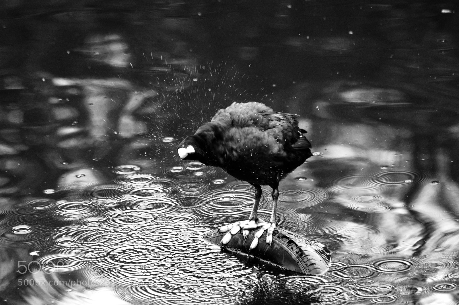 Nikon D3200 sample photo. Coot shake photography