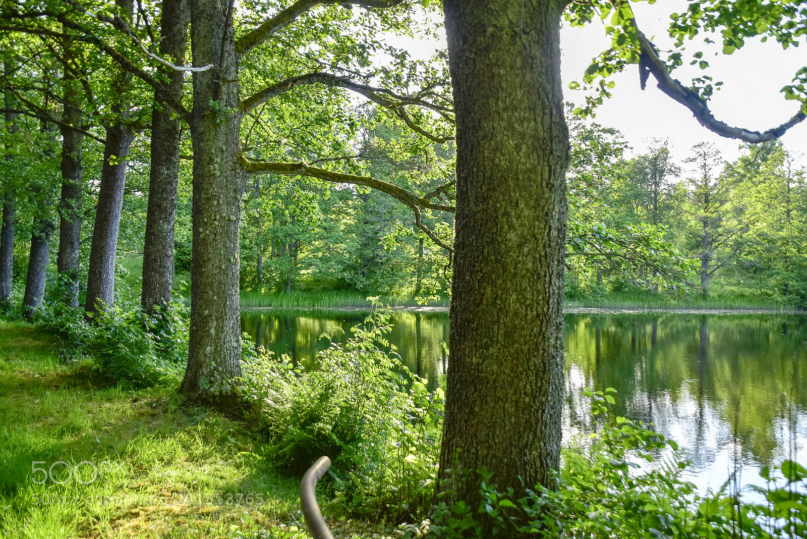 Nikon D5500 sample photo. Träd i rad photography
