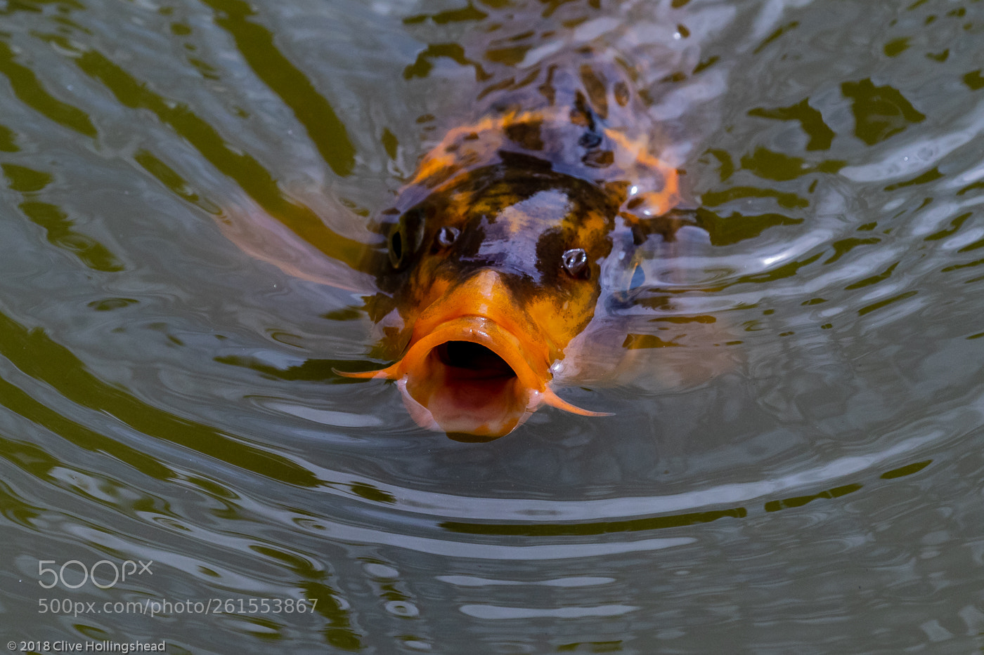 Canon EOS 7D Mark II sample photo. Feed me photography
