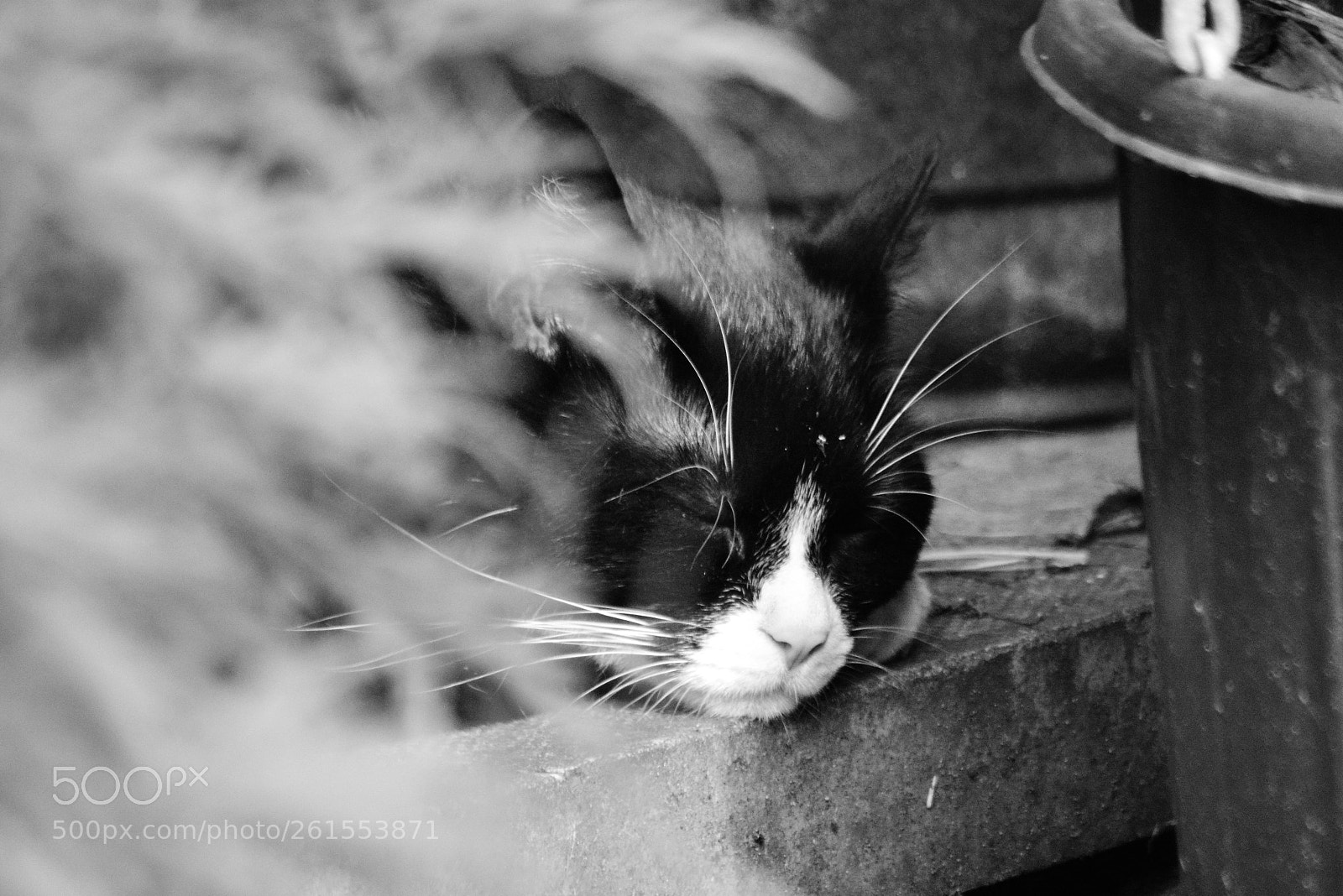 Nikon D3200 sample photo. Repose photography