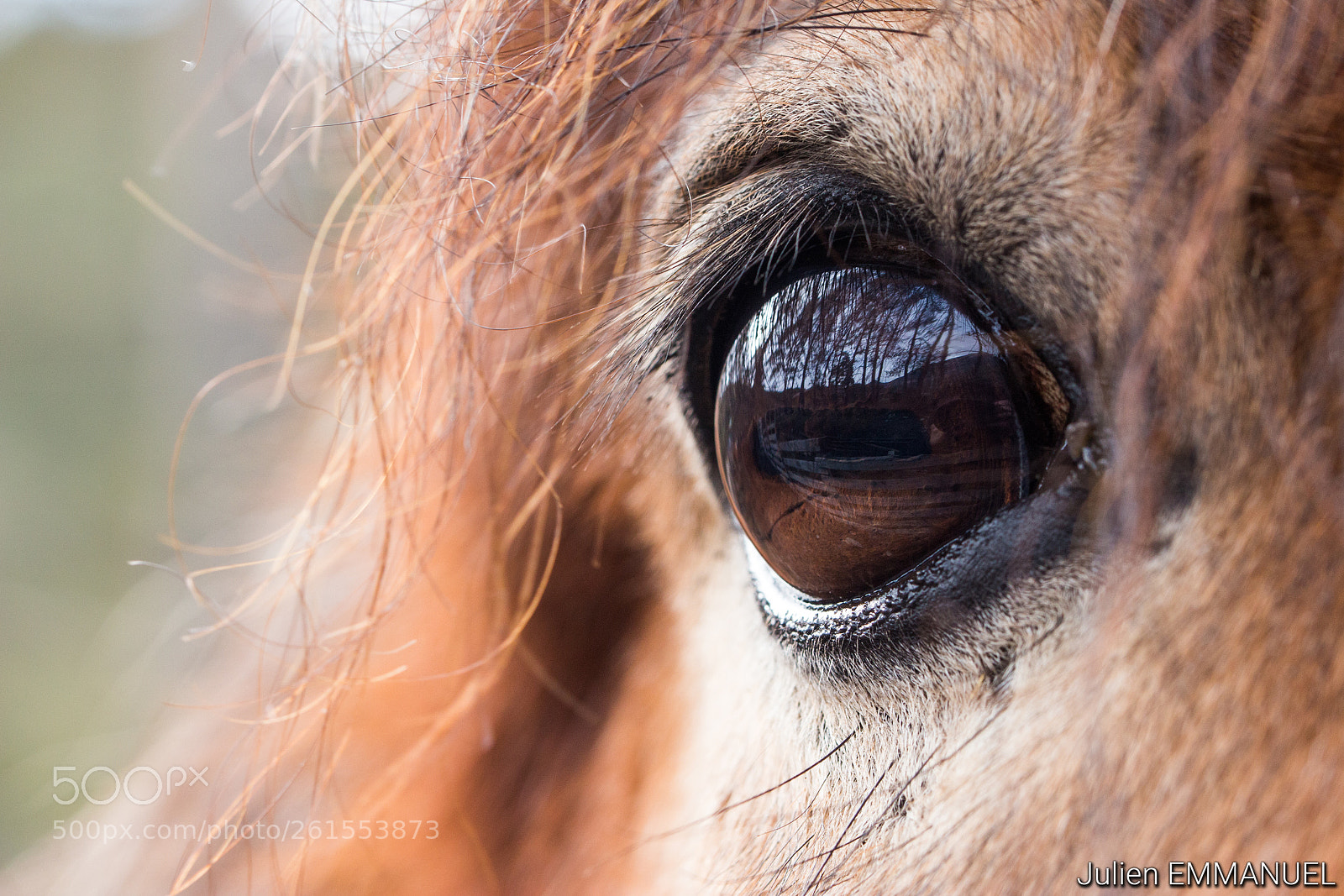 Canon EOS 700D (EOS Rebel T5i / EOS Kiss X7i) sample photo. Poney eye photography