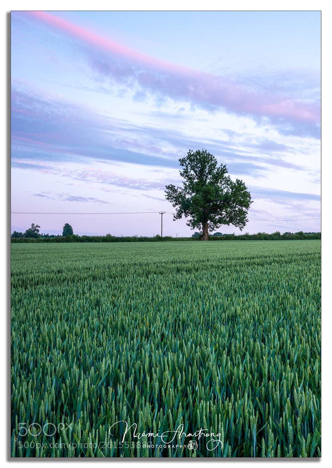Nikon D800 sample photo. The tree photography