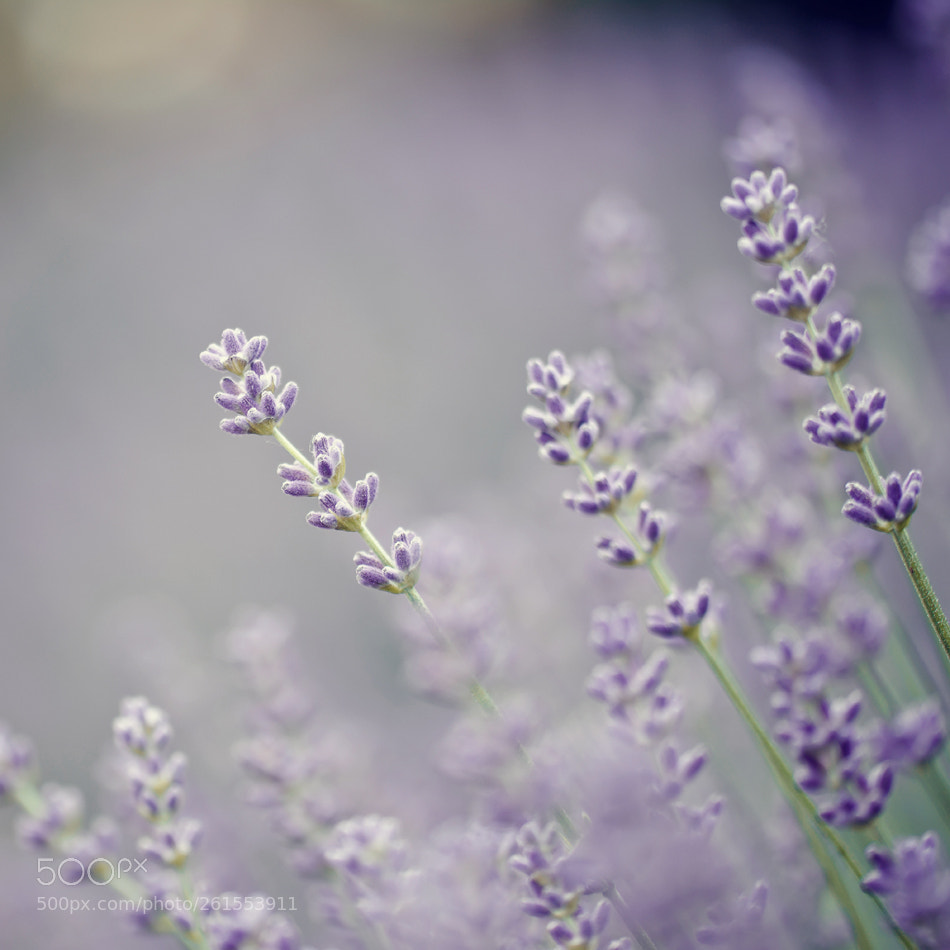 Nikon D7100 sample photo. Lavender photography