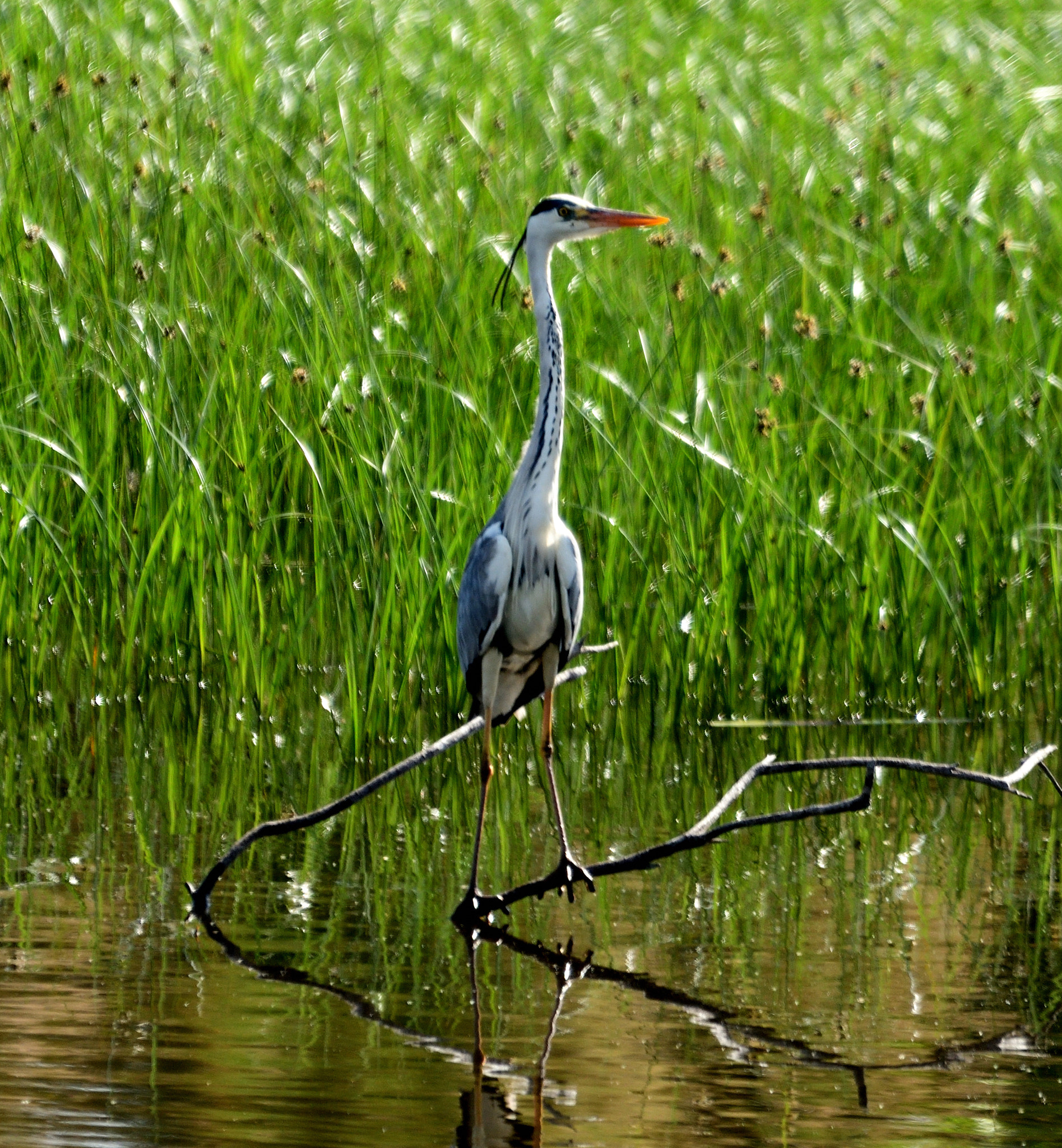 Sigma 120-400mm F4.5-5.6 DG OS HSM sample photo. Garza imperial photography