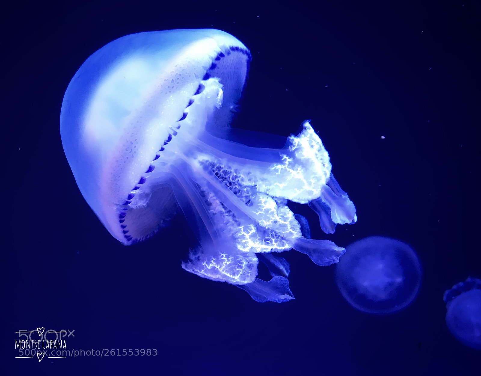 Apple iPhone 7 Plus sample photo. Jellyfish...  photography