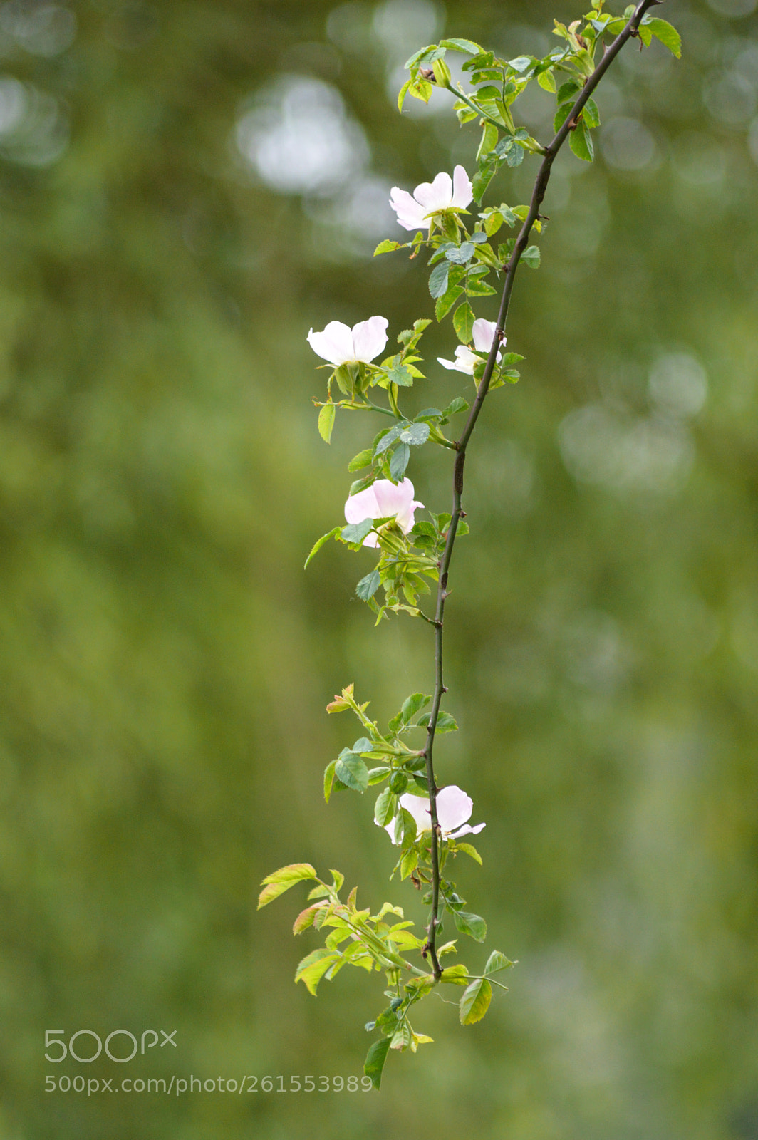 Nikon D3200 sample photo. Dog rose rosa canina photography