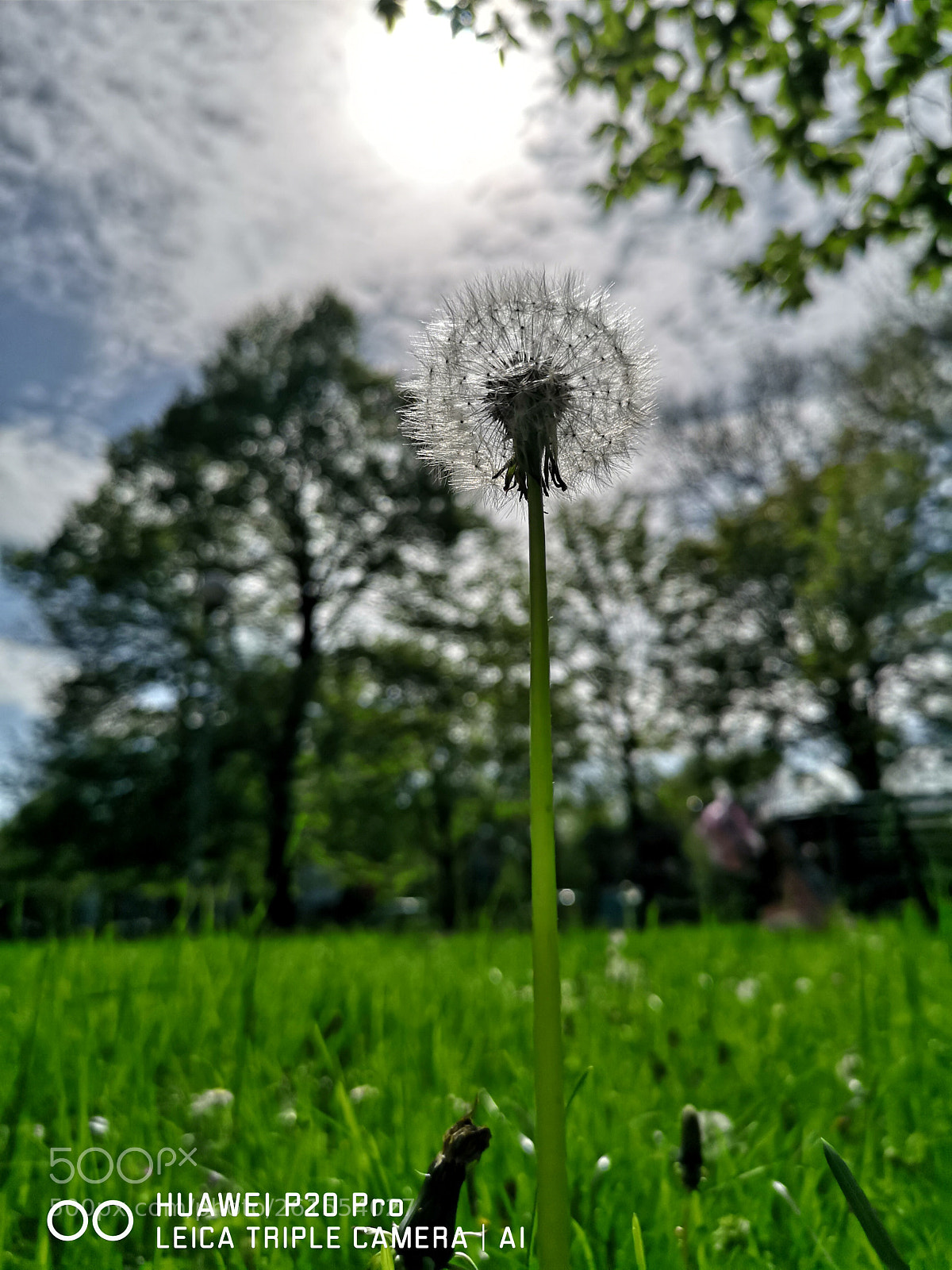 HUAWEI CLT-L29 sample photo. 蒲公英 photography