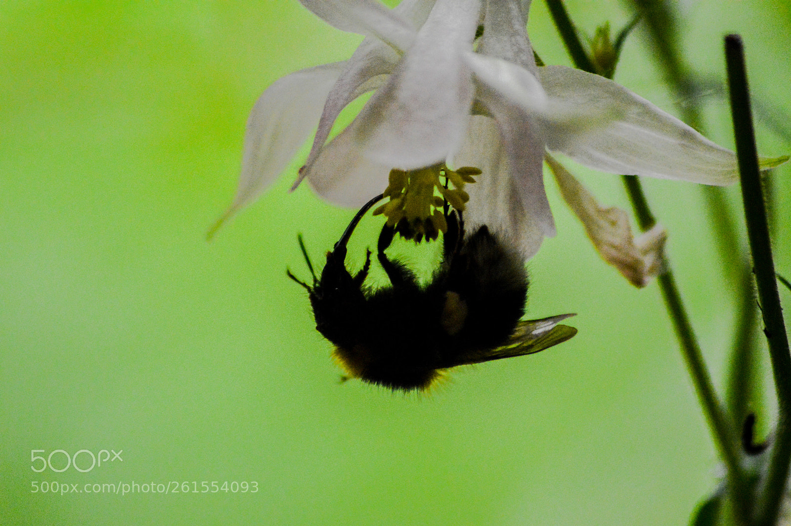 Nikon D3200 sample photo. Bumblebee on aquilegia flower photography