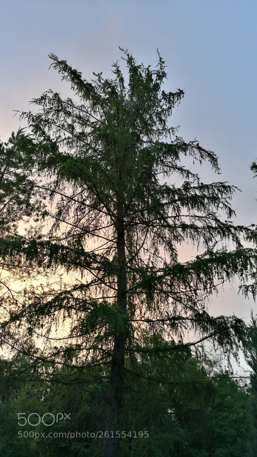 HUAWEI P9 sample photo. Pastel photography