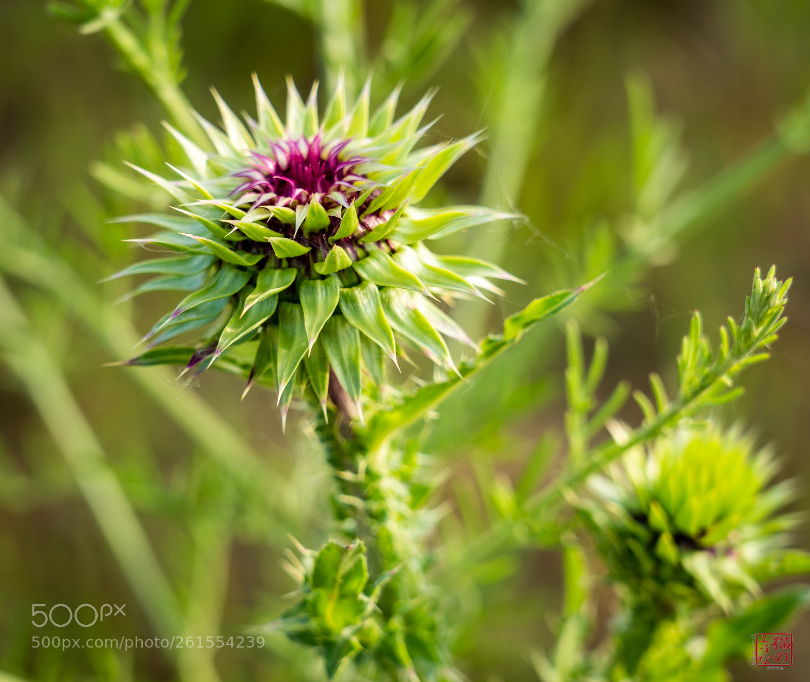 Sony a7 III sample photo. Thistle's progress photography