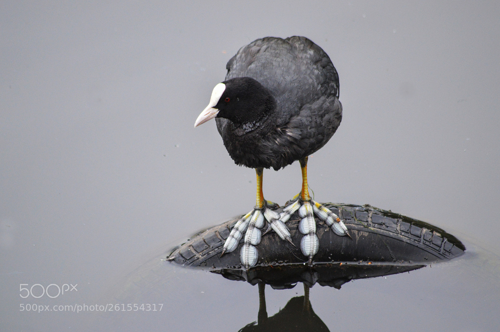 Nikon D3200 sample photo. Coot photography