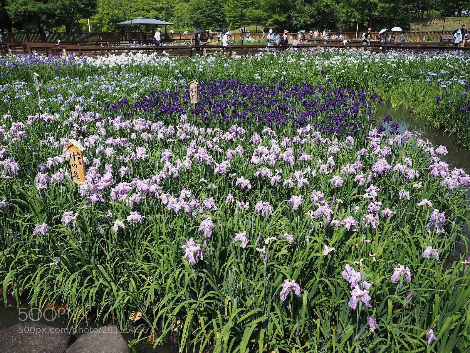 Olympus OM-D E-M5 II sample photo. Iris photography