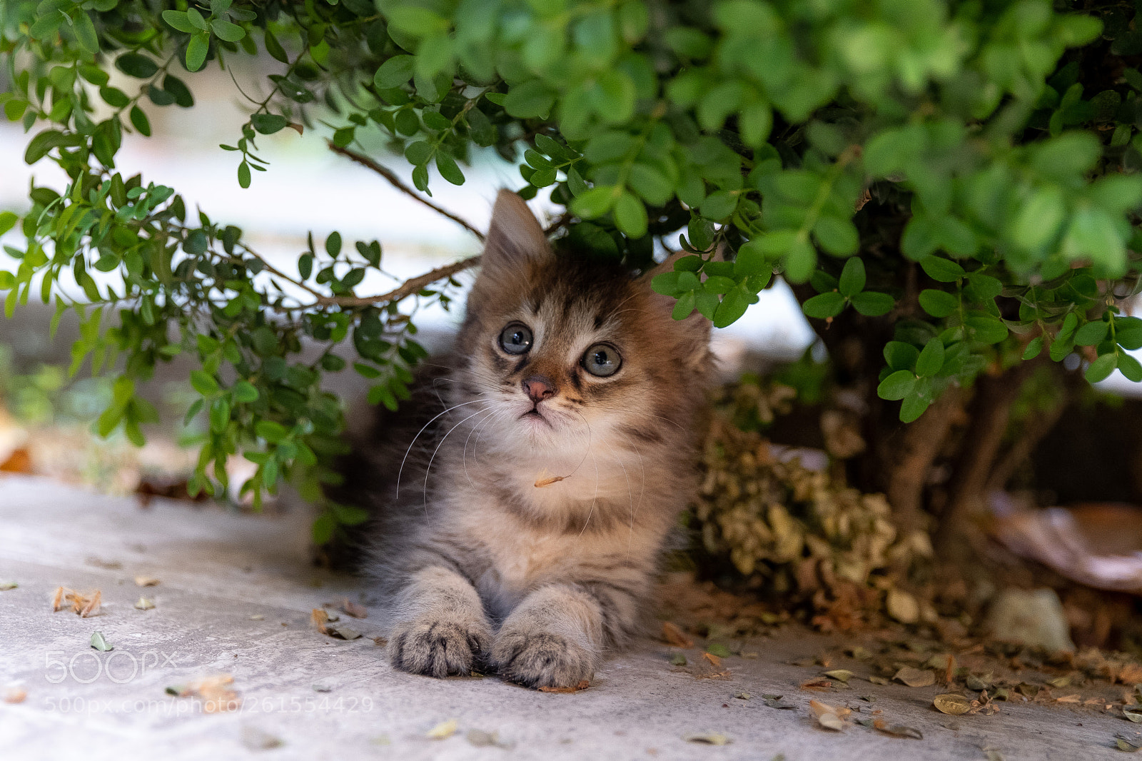 Fujifilm X-T2 sample photo. Furry cat photography