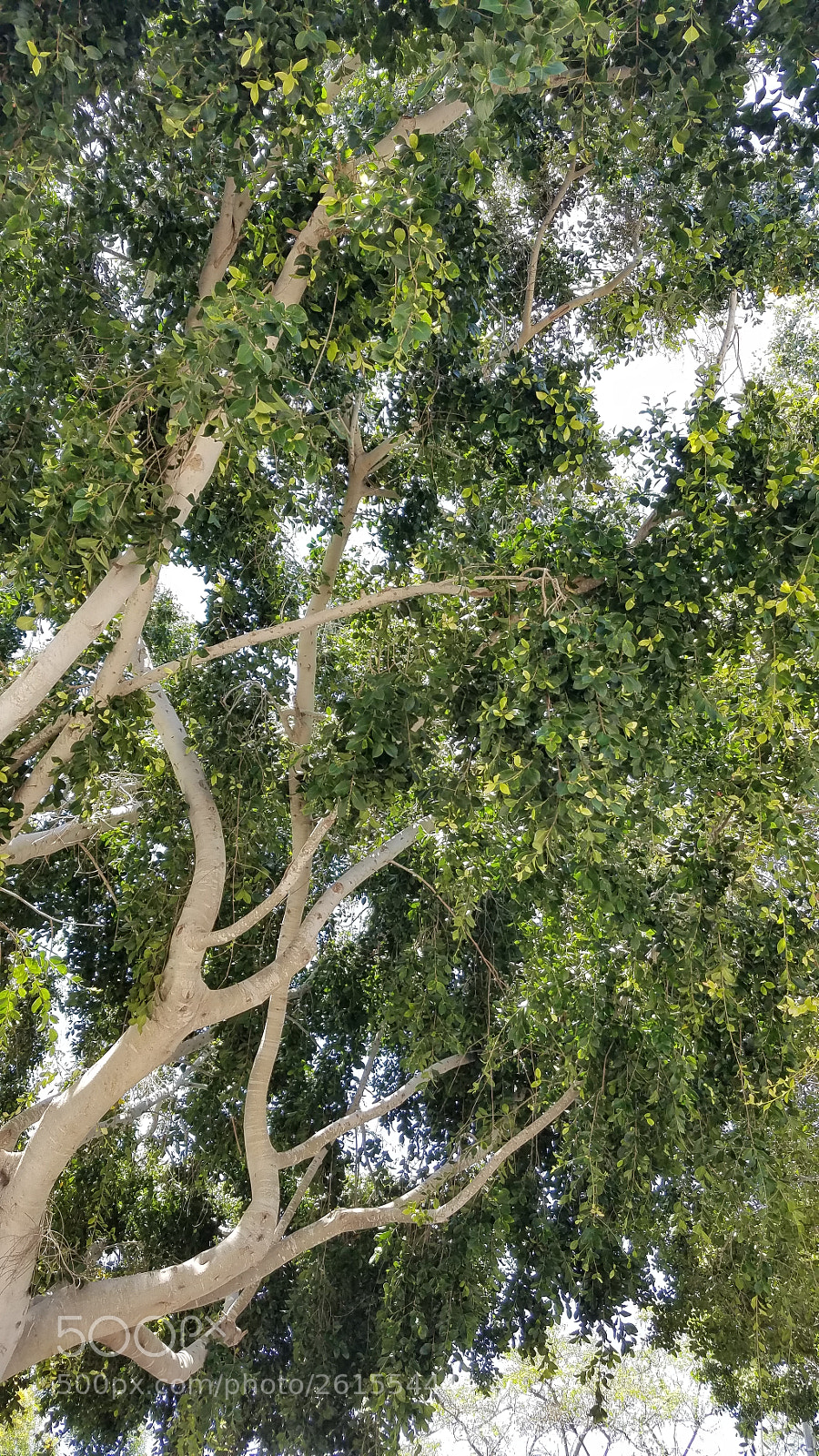 Samsung Galaxy S7 sample photo. Untitled photography