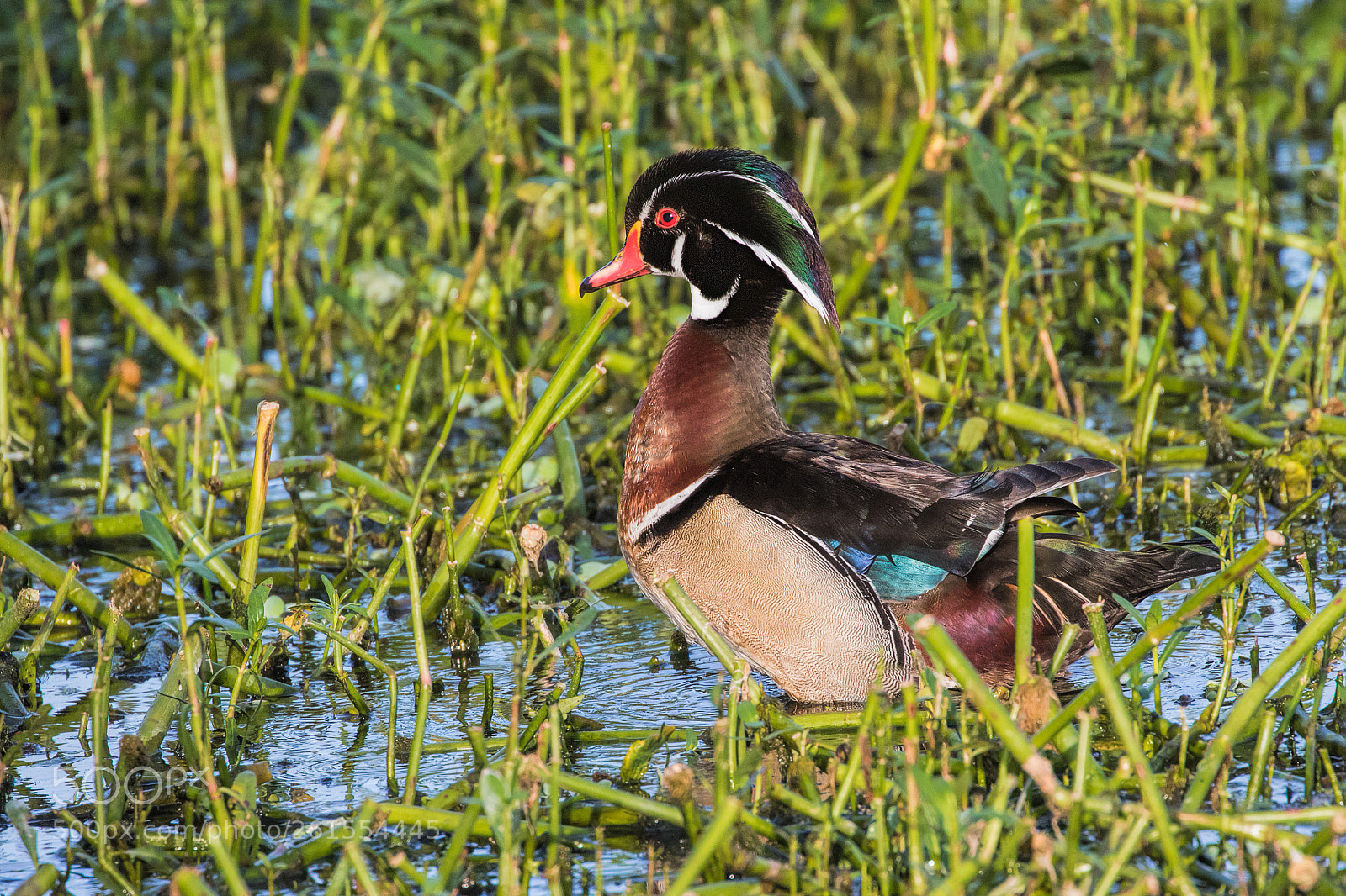 Canon EOS 7D Mark II sample photo. Wood duck photography