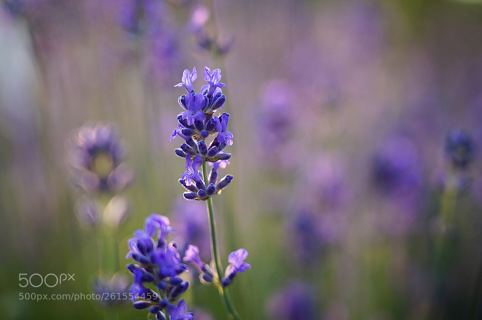 Sony a7 III sample photo. Lavender photography