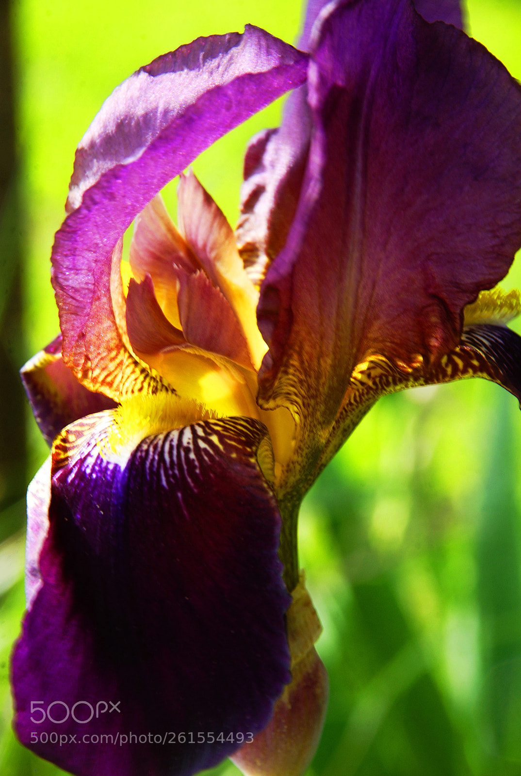 Nikon D80 sample photo. Iris photography