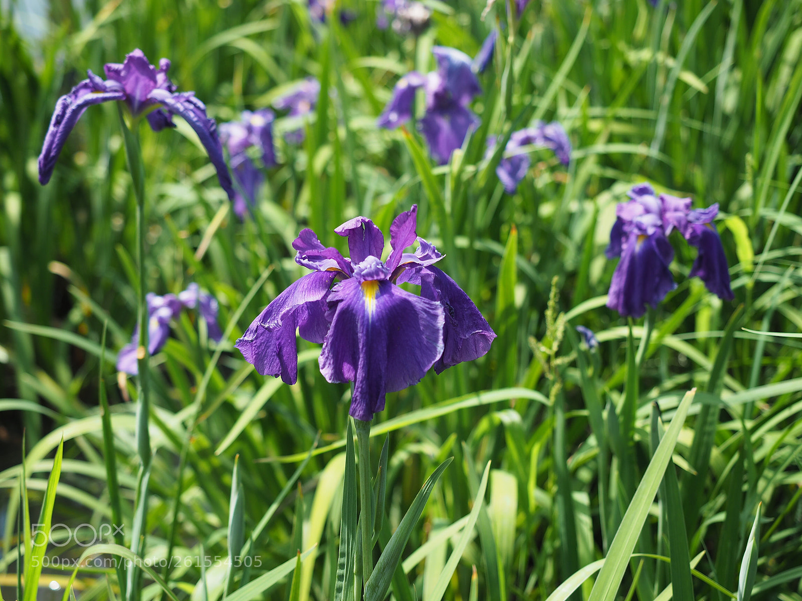 Olympus OM-D E-M5 II sample photo. Iris photography