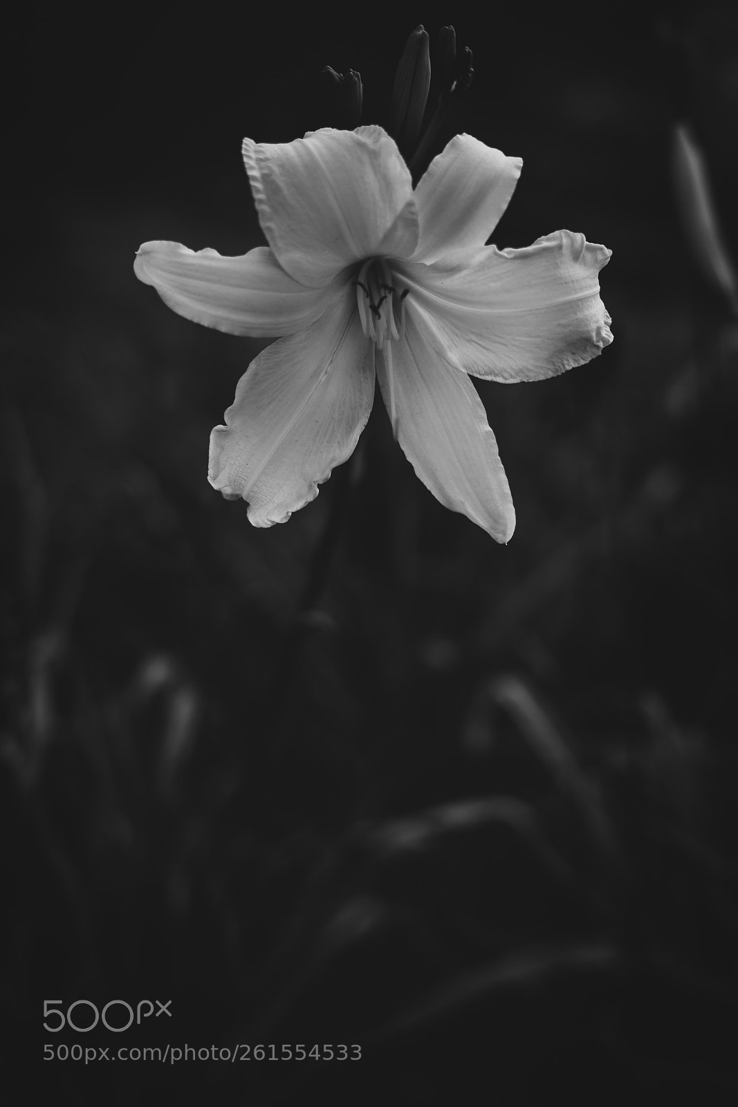 Sony a7R II sample photo. Different  photography