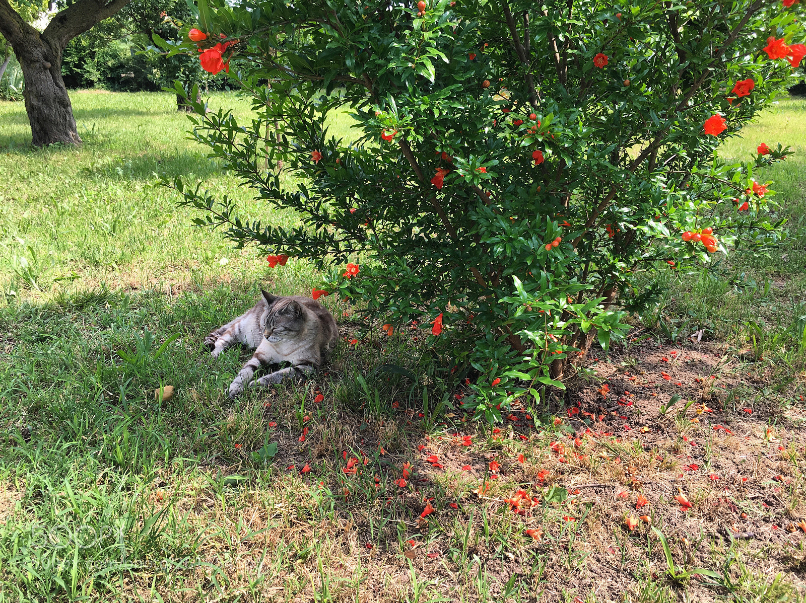 Apple iPhone 6s sample photo. Fabulosa cat relax photography