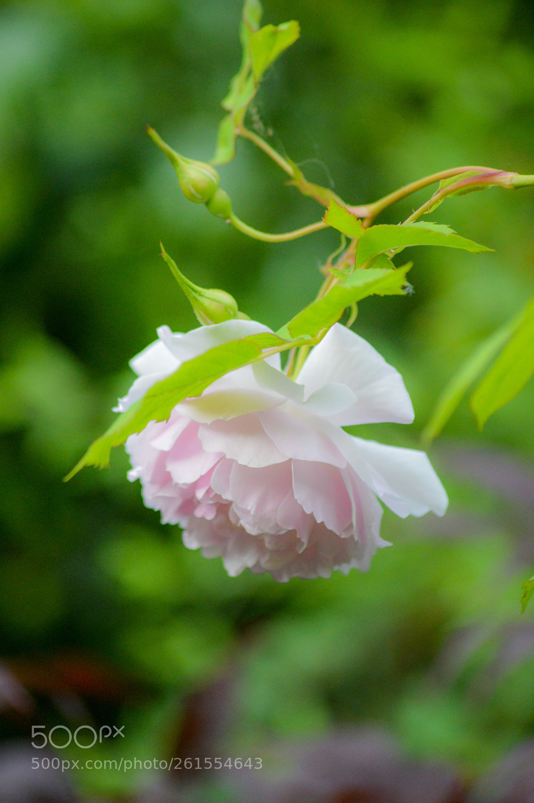 Nikon D3200 sample photo. Edna's rose photography