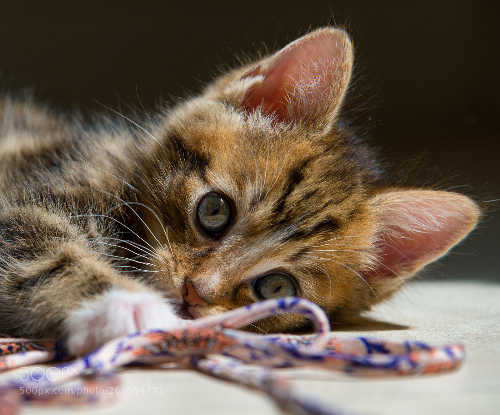 Nikon D610 sample photo. My cat photography