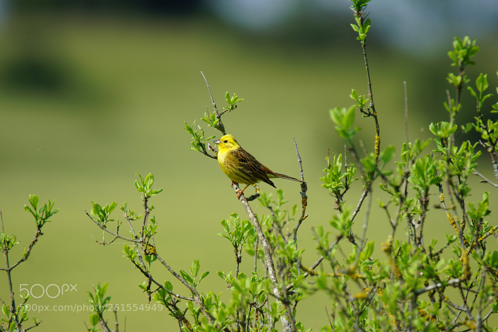 Sony ILCA-77M2 sample photo. Emberiza citrinella photography