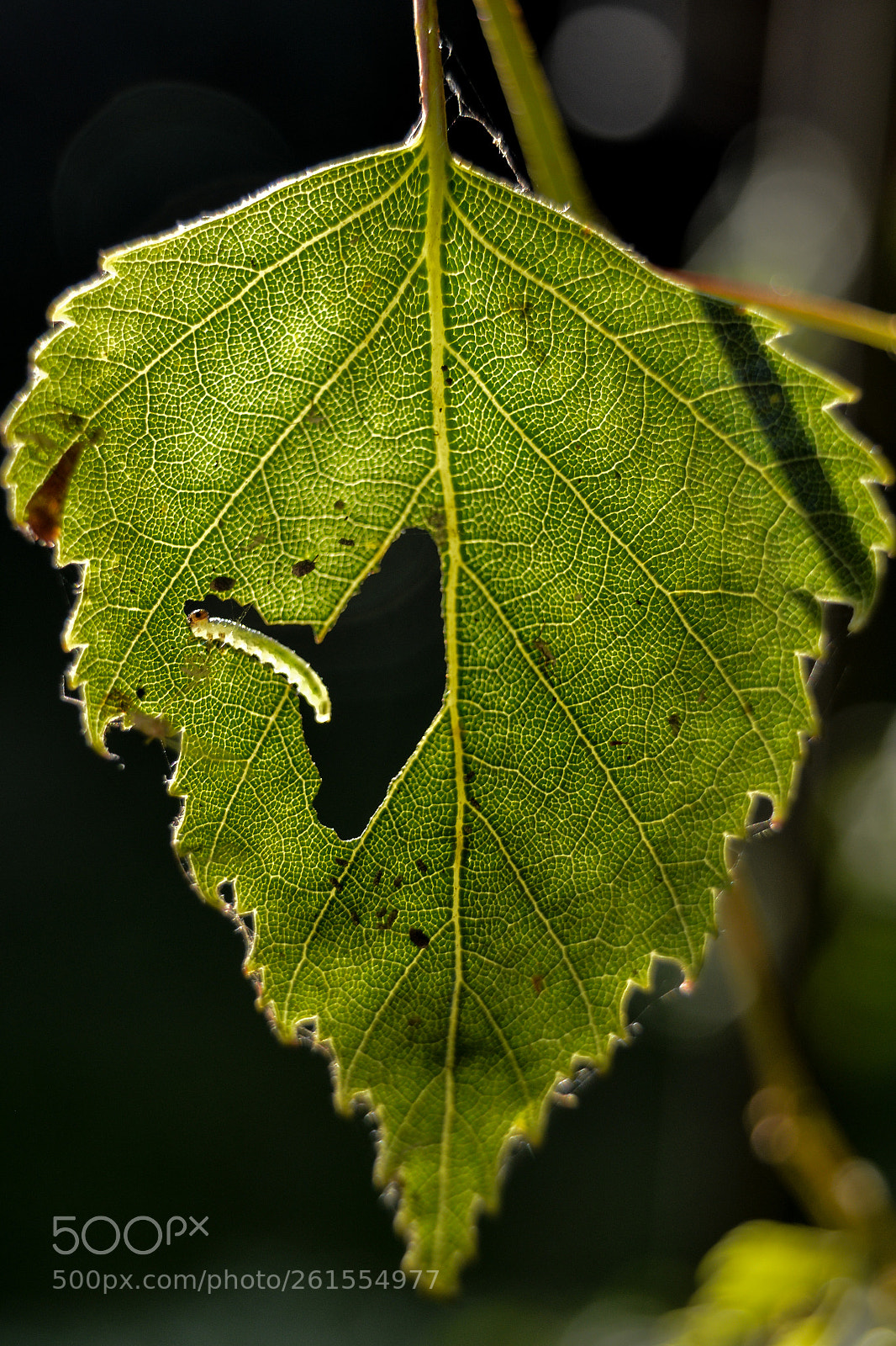 Nikon D3200 sample photo. Caterpillar on a birch photography