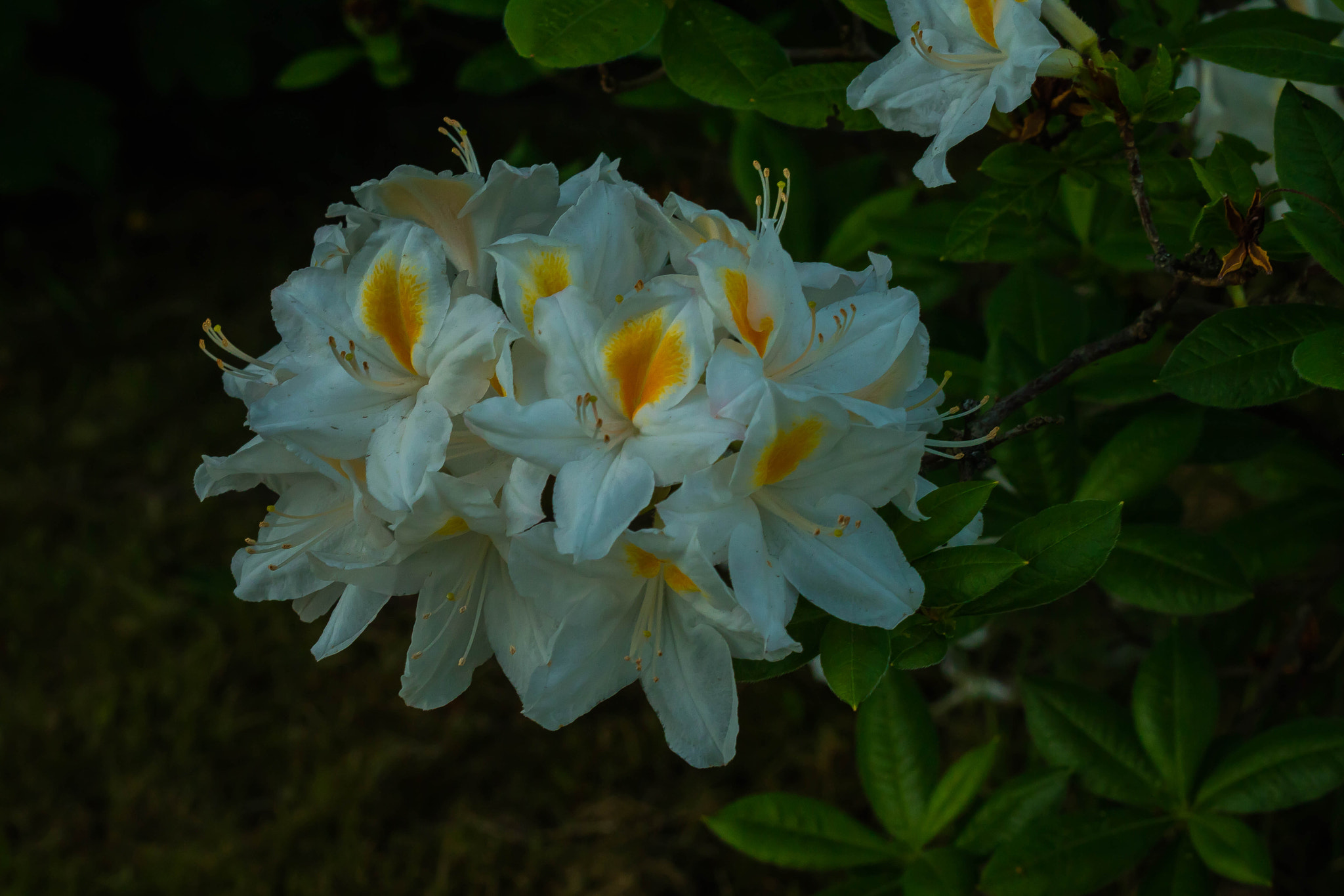Canon EOS M3 sample photo. Flowers at midnight photography
