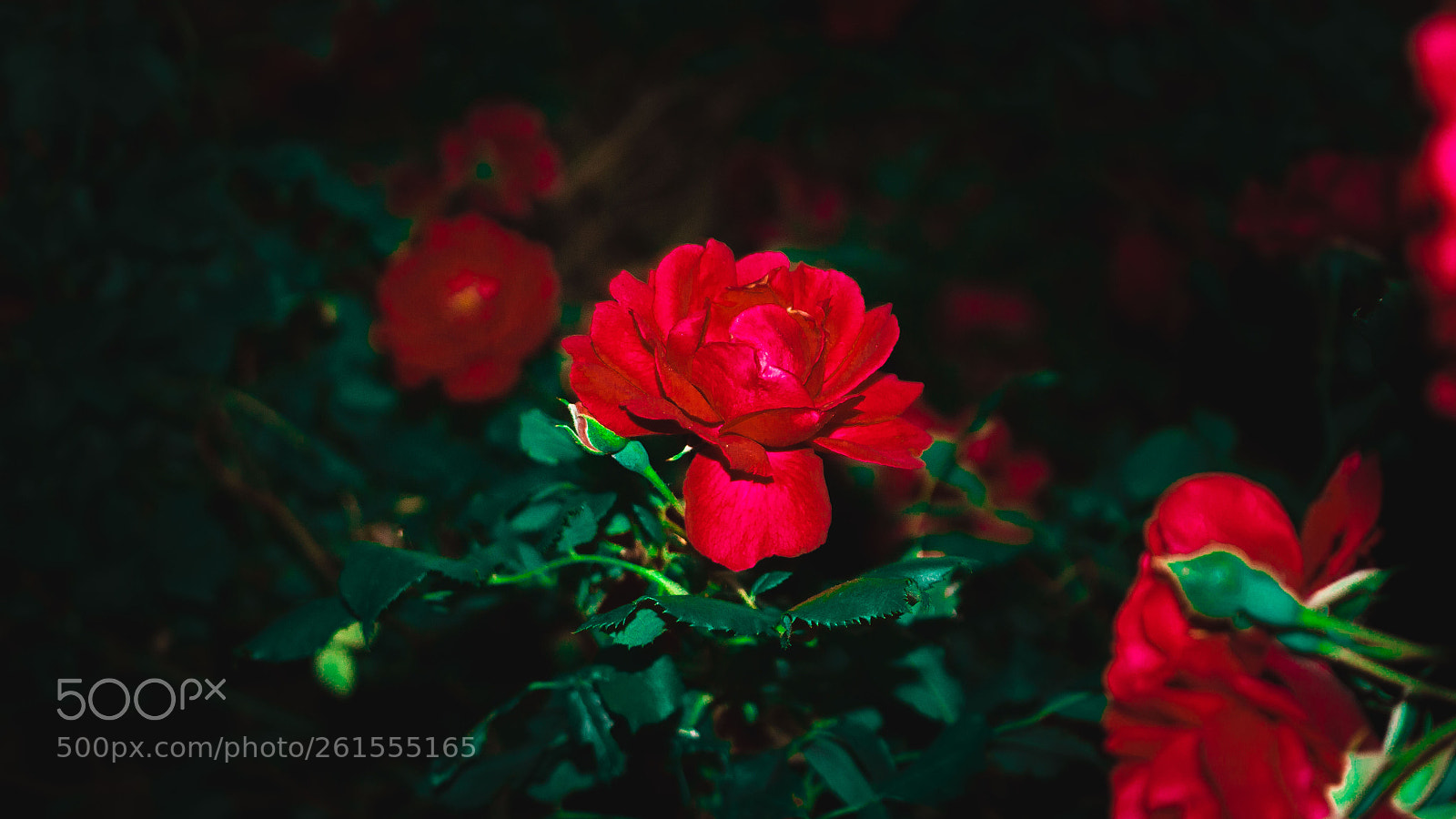 Canon EOS 700D (EOS Rebel T5i / EOS Kiss X7i) sample photo. Rose photography