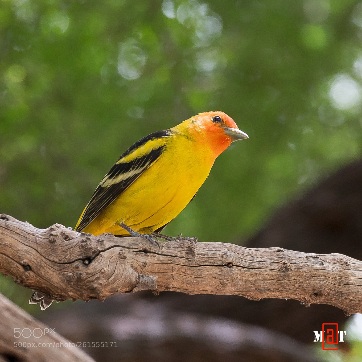 Sony a7R II sample photo. Do you hear the photography