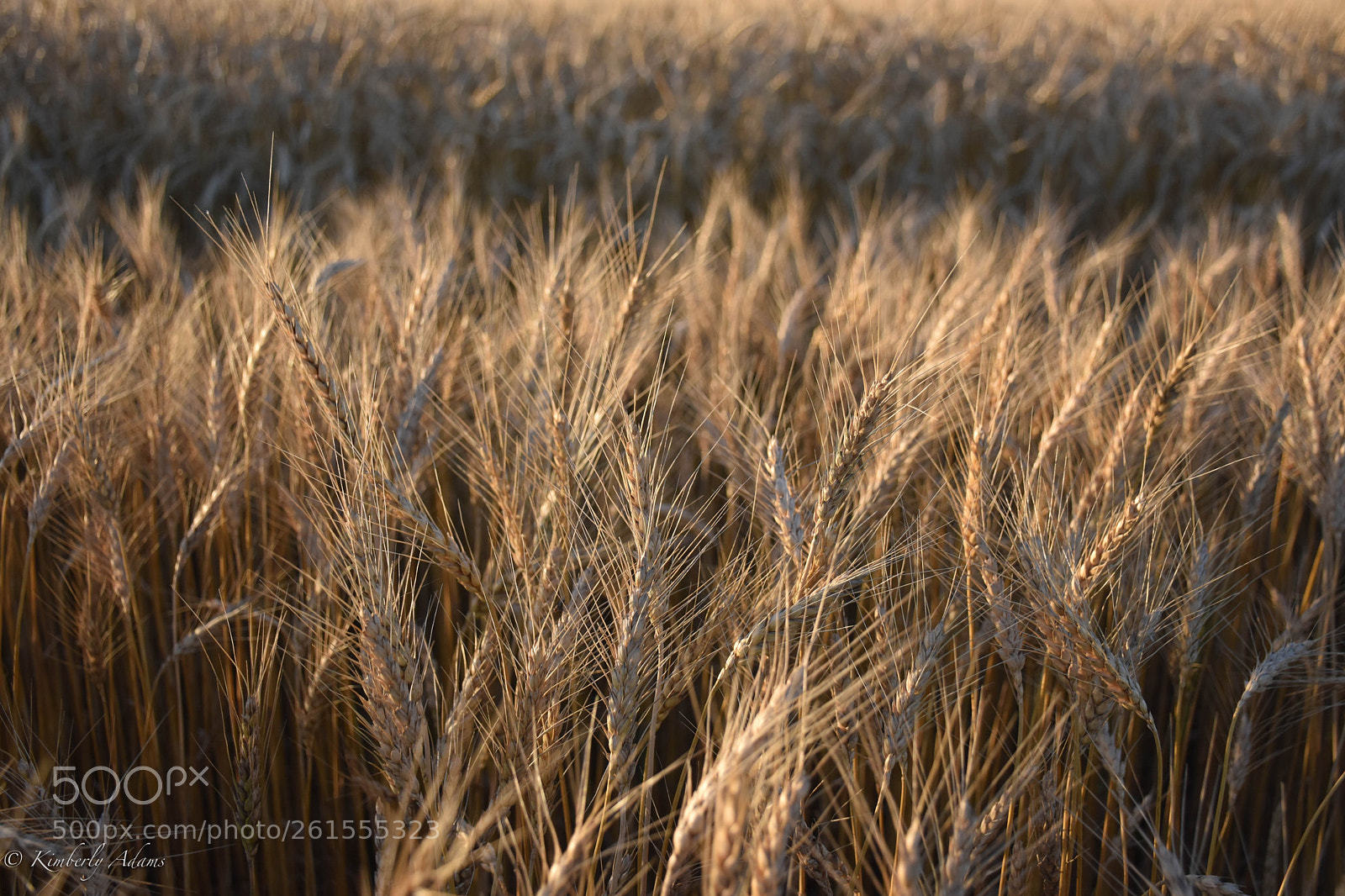 Nikon D5600 sample photo. Wheat photography