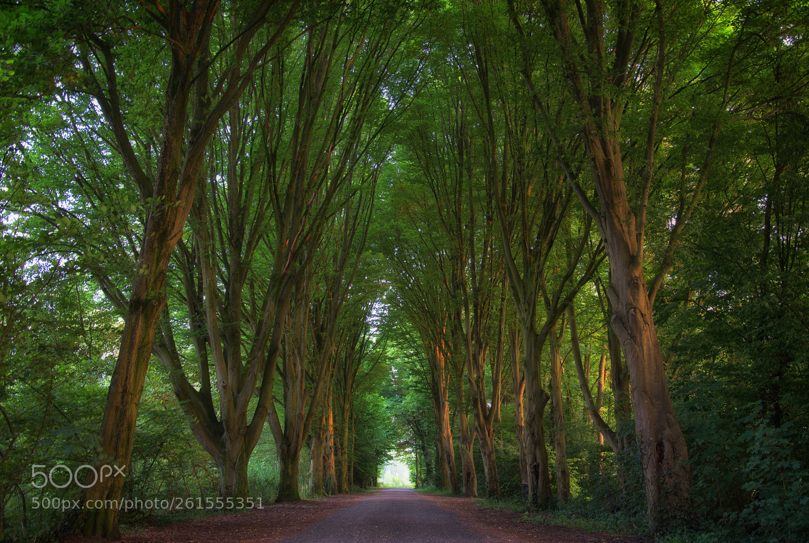 Nikon D7200 sample photo. Trees path photography